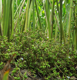 Pile of bright green, freshly picked cardamom pods