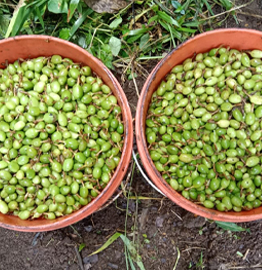 Pile of bright green, freshly picked cardamom pods