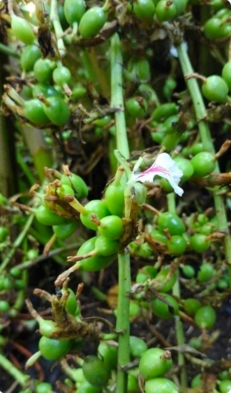 Two women harvesting cardamom in a plantation