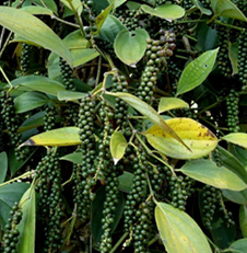 Green peppercorns on vines