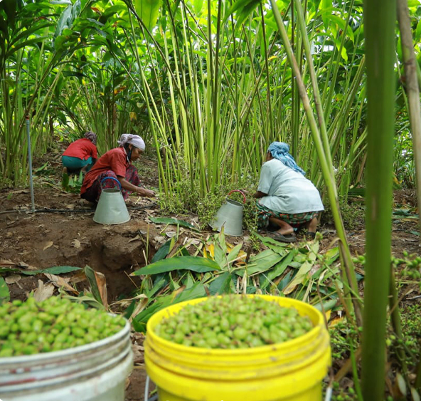 Two women harvesting cardamom in a plantation