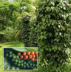 Karimunda pepper plant
