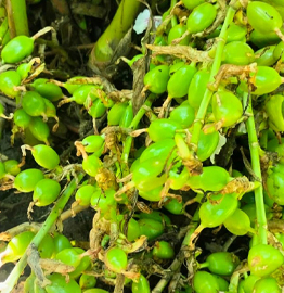 Pile of bright green, freshly picked cardamom pods