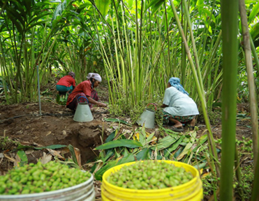 cardamom harvesting