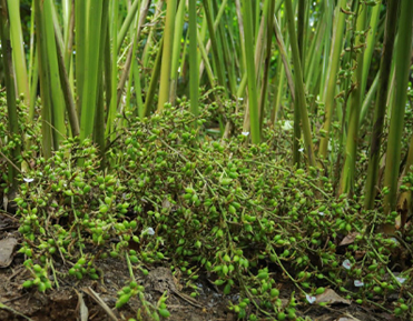 cardamom plant