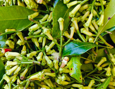 clove plant